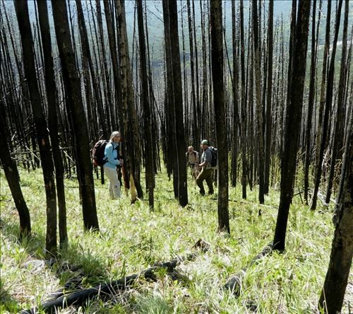 Easy bushwhacking through the burn section.