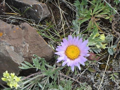 Townsendia on Volcano Ridge