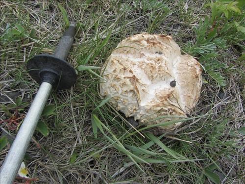 Puffball on Volcano Ridge