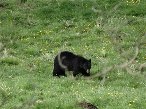 salad time along Gorge Creek road