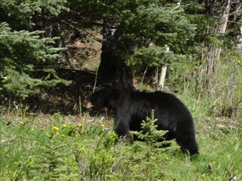 Black bear along Gorge Creek road
