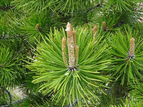This year's lodgepole pine cones starting to grow.