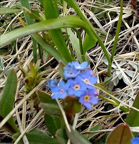 A tiny forget me not