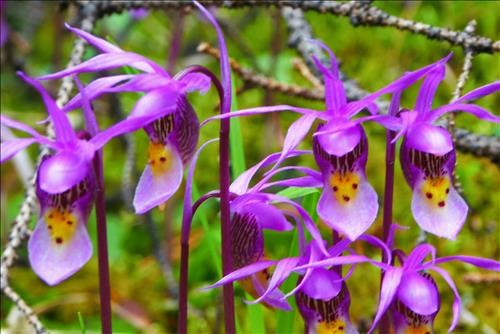 Calypso Orchid