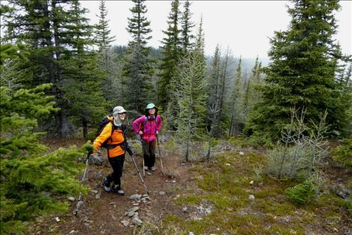 Just below tree line the larches are blooming, a wonderful sight.