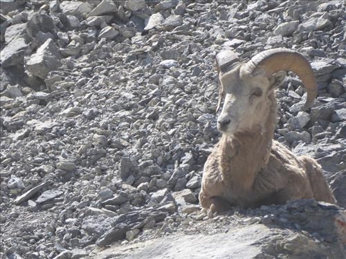 Ram