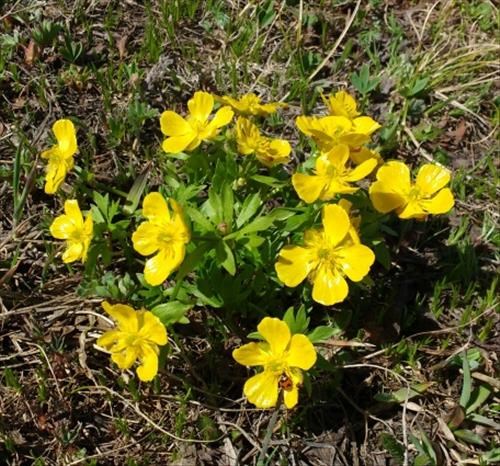 Alpine Buttercup flowers with a little lady bug.