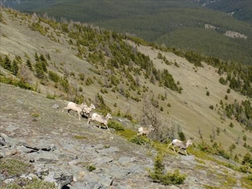 A herd of sheep going down the valley near the ridge.
