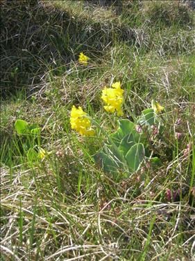 Auricula