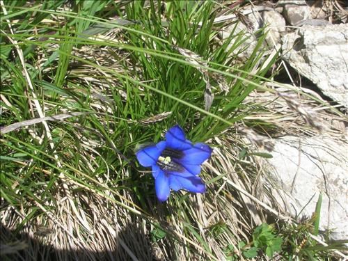 Clusius' Gentian