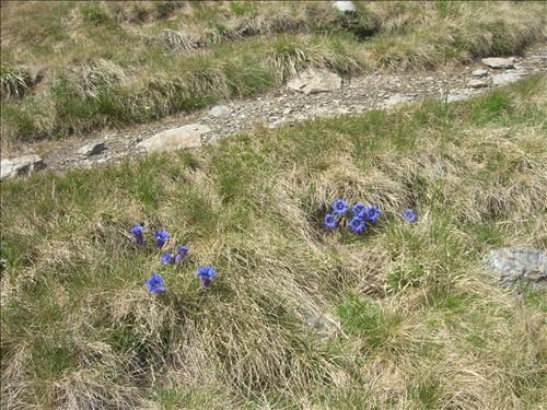 Gentians