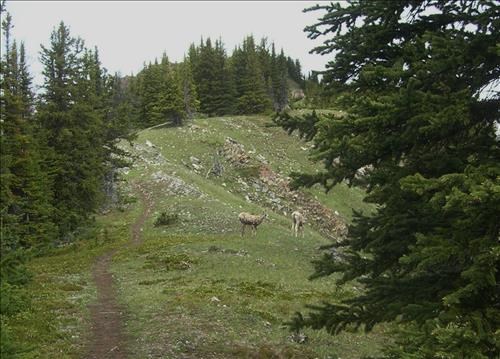 Sheep by trail