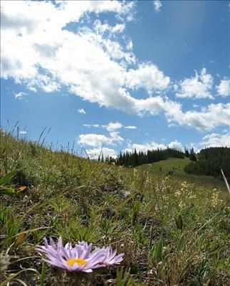 Flowery meadows