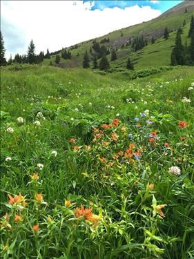 Some of the flowers on the slopes up to the pass