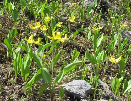 Glacier lilies still blooming