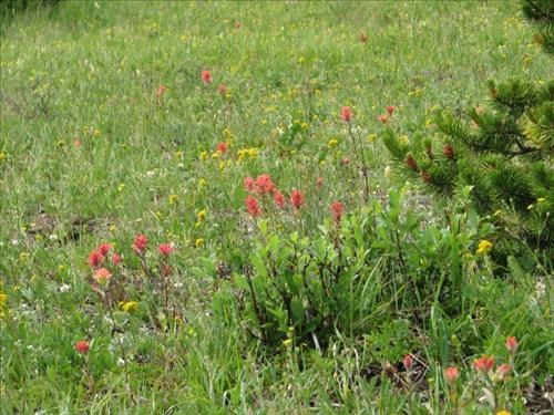 Flowery meadows on the grassy slopes of Allsmoke Mountain