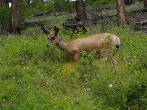 Deer on the Mina-Riley Loop (Jasper)