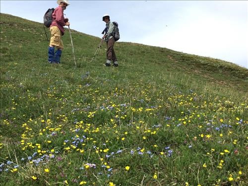 Buttercups and Forget-me-not's as we leave our lunch stop