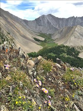 View NE from the upper part of Lineham Ridge with Townsendia on the rock edge.