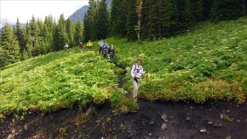 Ramblers going through flowery meadows. 