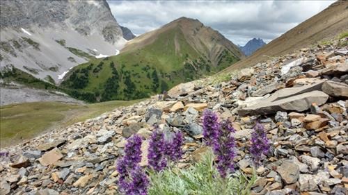 Pocaterra Ridge, view from Grizzly Ridge trail.