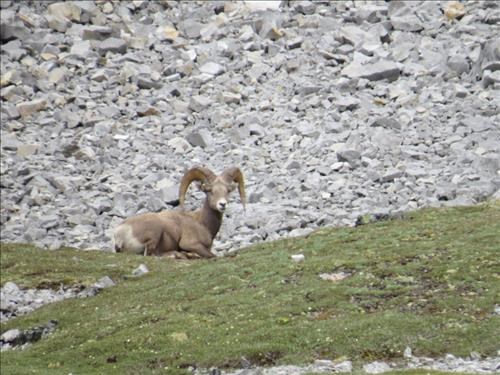The king of the herd