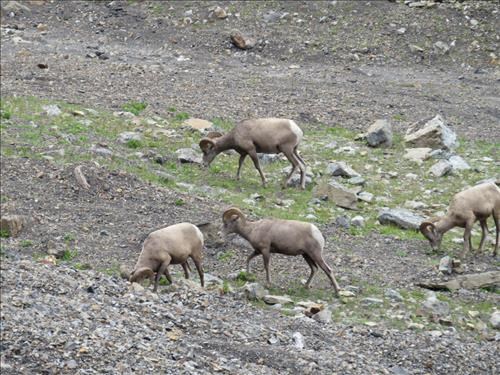 Young rams below Grizzly Col