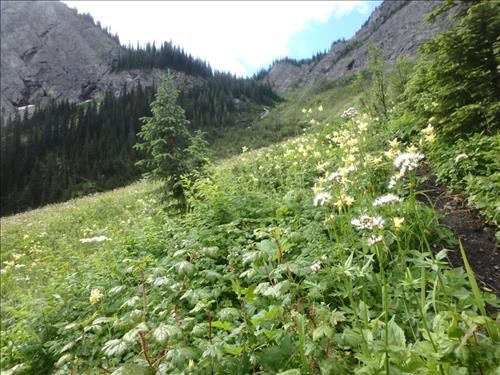 Meadows below waterfall
