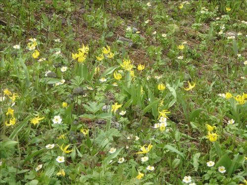 Patch of glacier lilies
