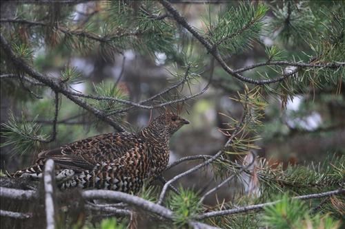 Healthy spruce grouse