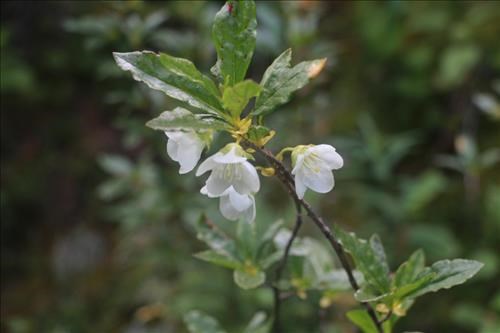 Late blooming rhododendrons