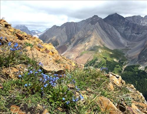 Forget-me-not's on Highwood Ridge looking towards Ptarmigan Cirque