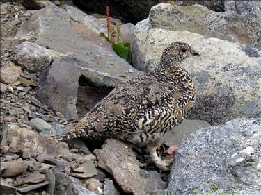 Ptarmigan dressed for summer