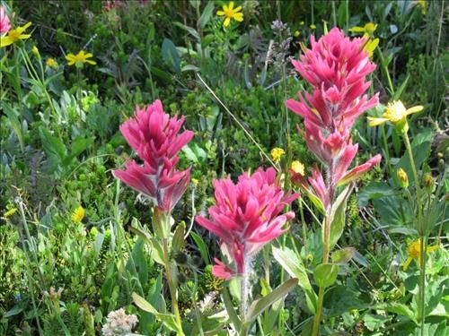 Paintbrush on Monarch Ramparts