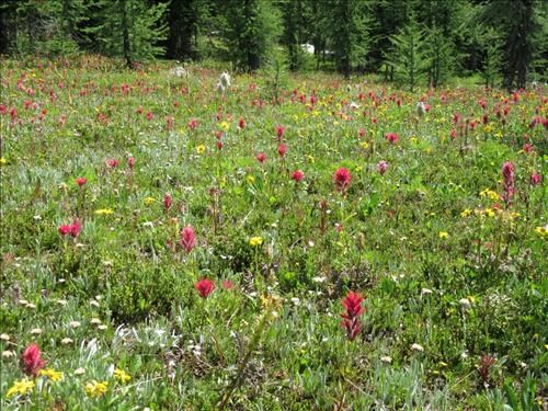 Lush meadows on Ramparts above Eohippus Lake