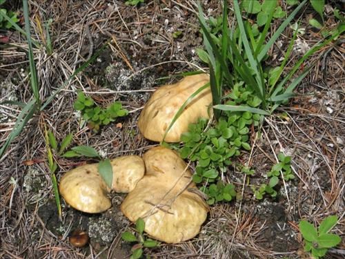 Mushroom of the day