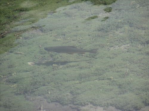 Trout swims in the placid water of the Elbow Lake outlet Trout swims in the placid water of the Elbow Lake outlet