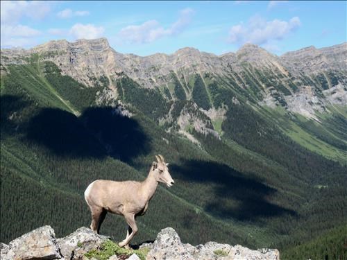 A very curious big horn ewe