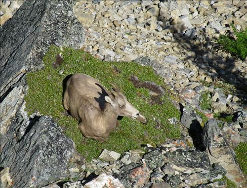 Our visitor taking a rest on a ledge below the summit cairn