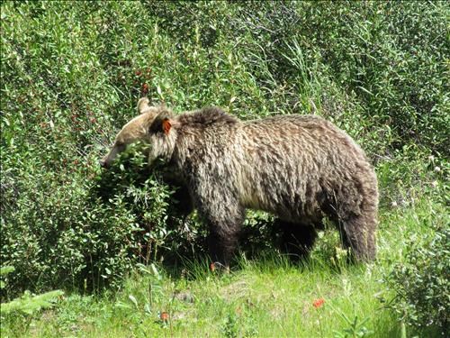 Grizzly chowing down on buffalo berries
