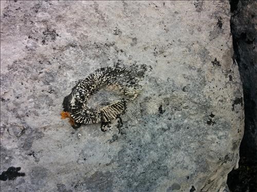 One of the many fossils we saw.