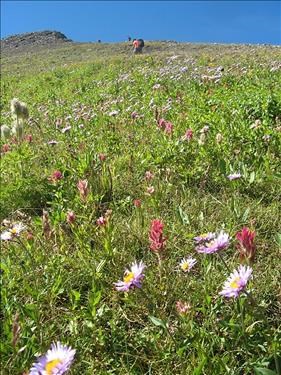 Beautiful alpine garden