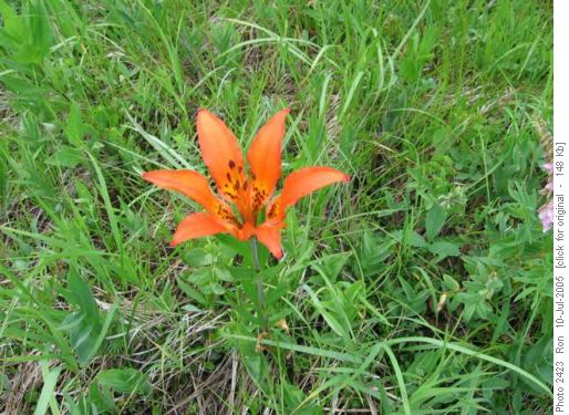 Western Wood Lily (Lilium philadelphicum), Skogan Pass power line