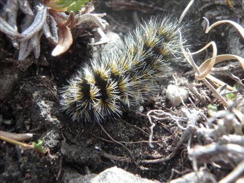 Fauna below peak 4--What's it doing here?