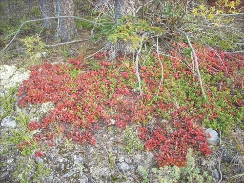 Fall colours have arrived