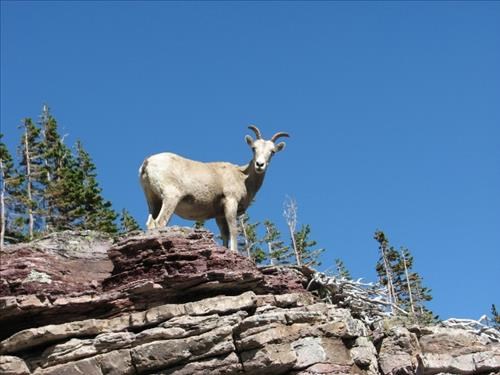 Sheep pictured on same rock as Ramblers hike in 2005