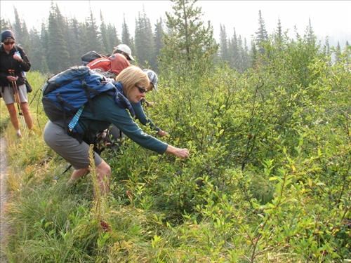 Grazing on Saskatoon berries along Two Medicine Lake shore