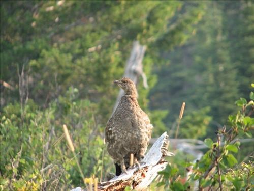 Grouse posed for the camera