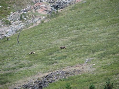 Sow grizzly watches two cubs cavort on slope above Dry Fork