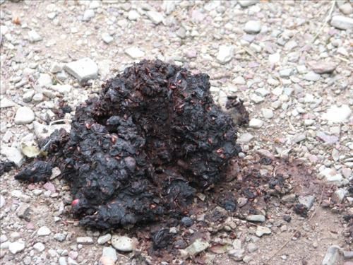 Slightly used berries in scat-turd bear sign